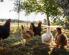 camping à la ferme en dordogne