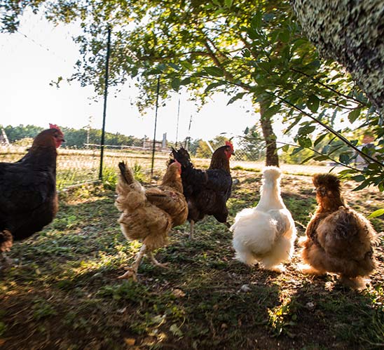 camping à la ferme en dordogne