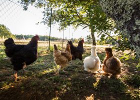 location en camping périgord