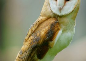 camping parc naturel dordogne la faune