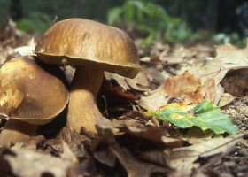 camping parc naturel perigord champignons