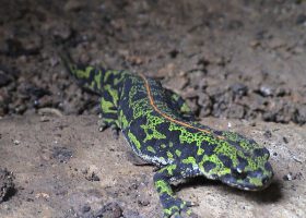 nature préservée parc naturel périgord faune