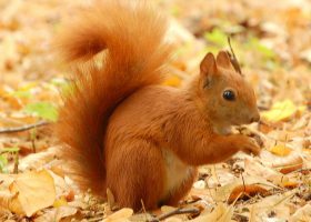 nature préservée parc naturel périgord faune